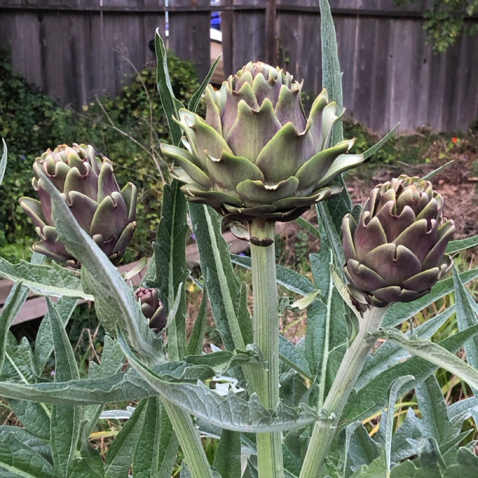 Artichoke