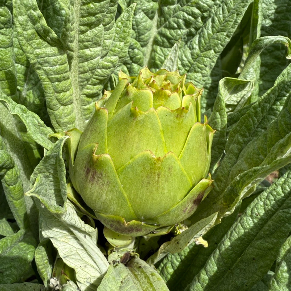 Artichoke