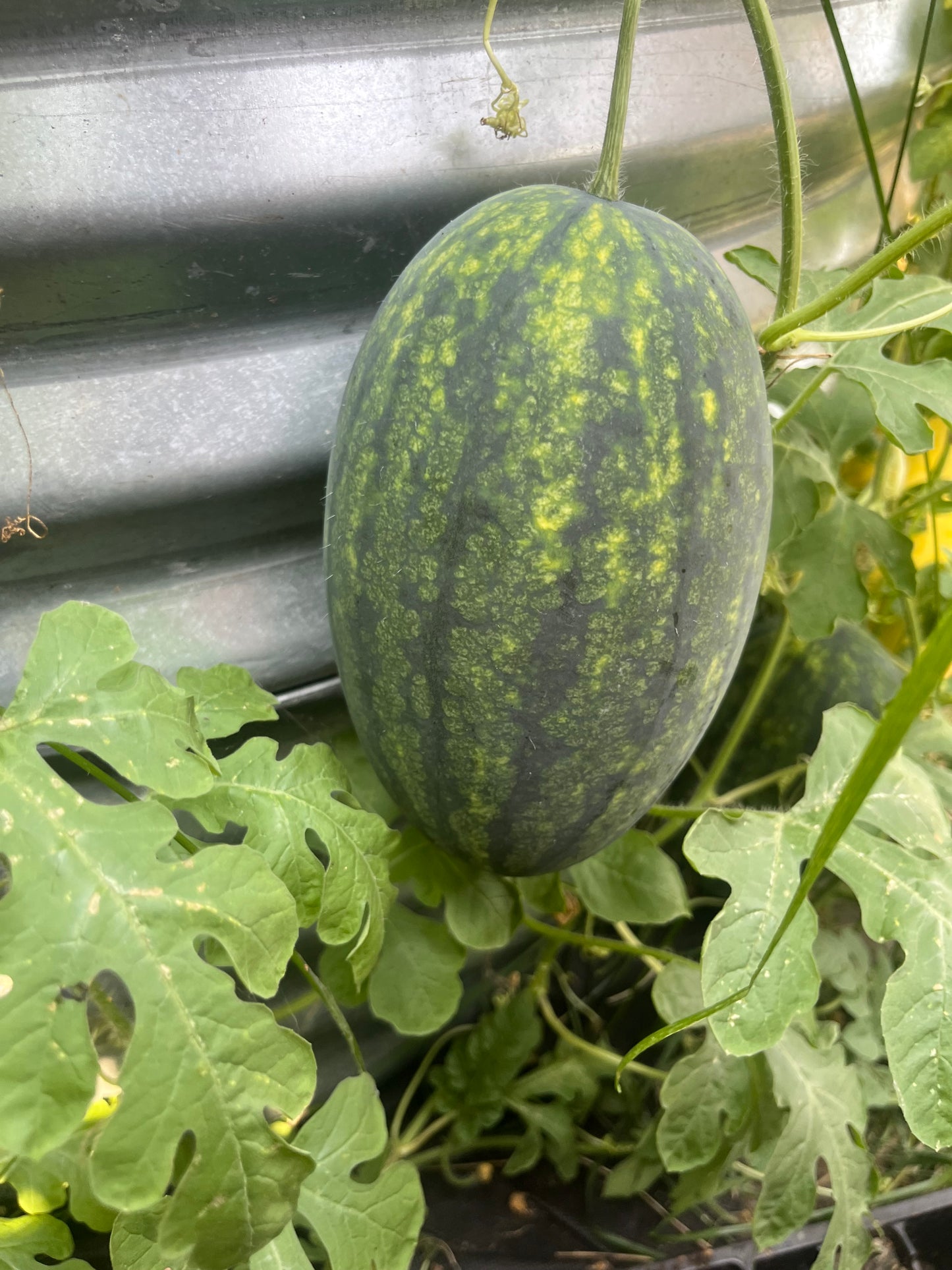 Watermelon (Canada) (2026)