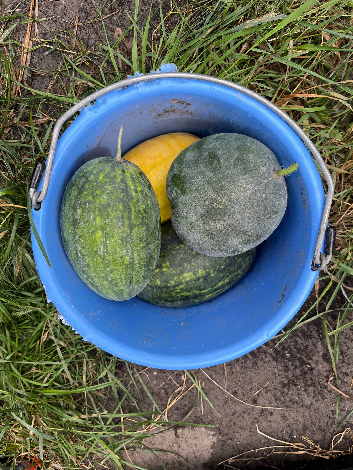 Watermelon (Canada) (2026)