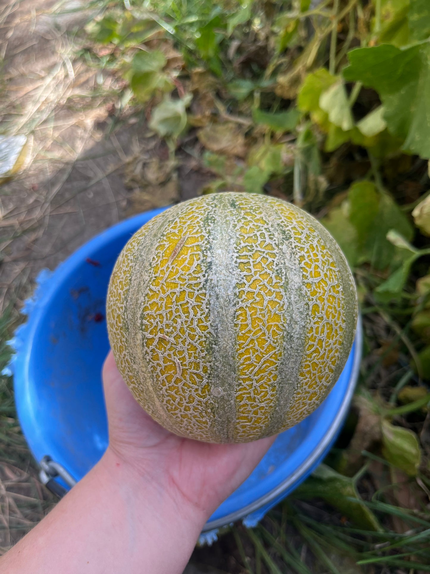 Muskmelon (Canada) (2026)