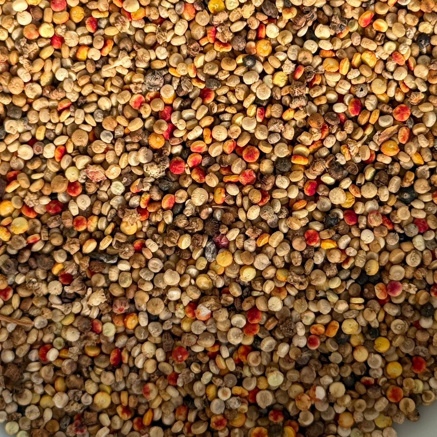 Quinoa