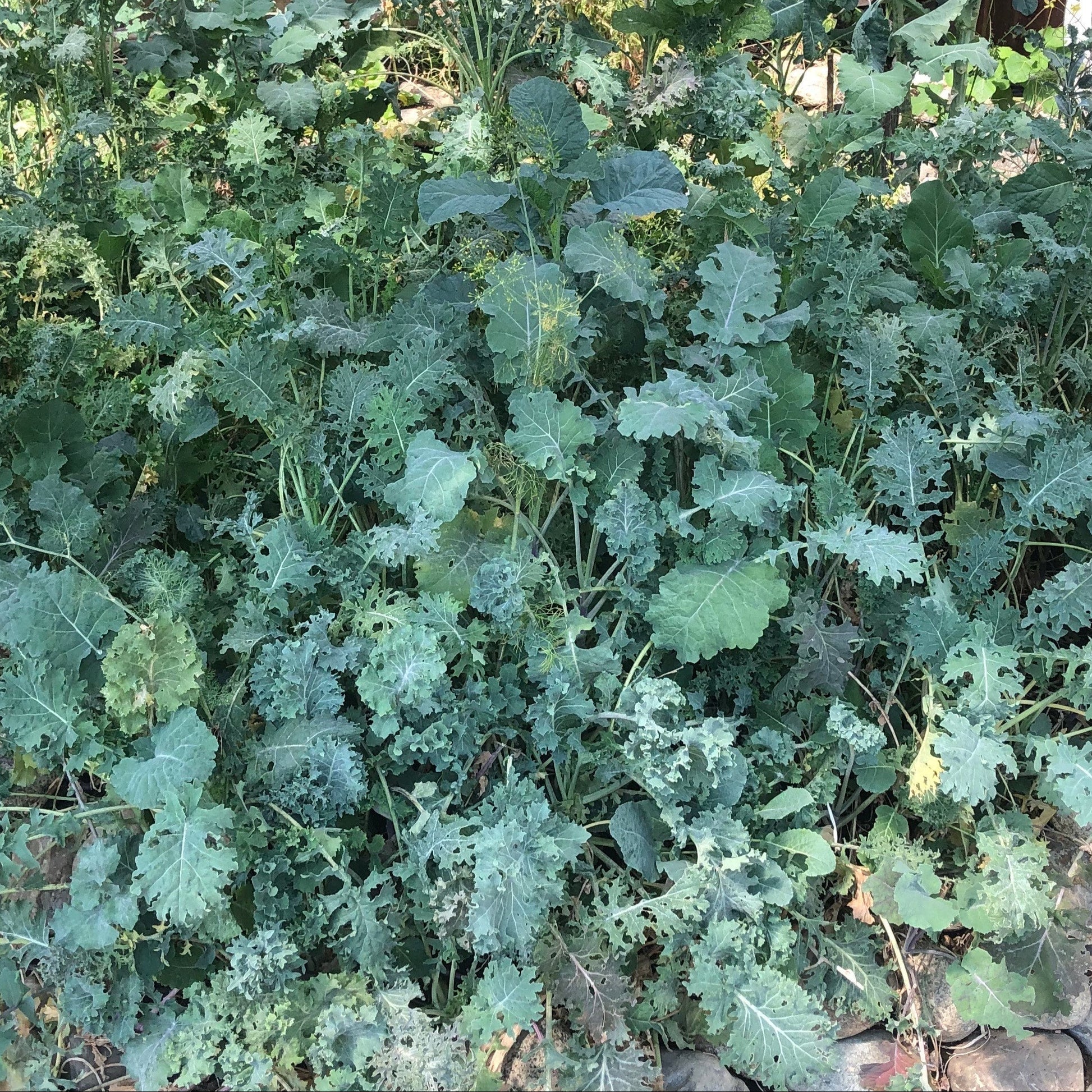 kale plant gone to seed Kale + – Going to Seed