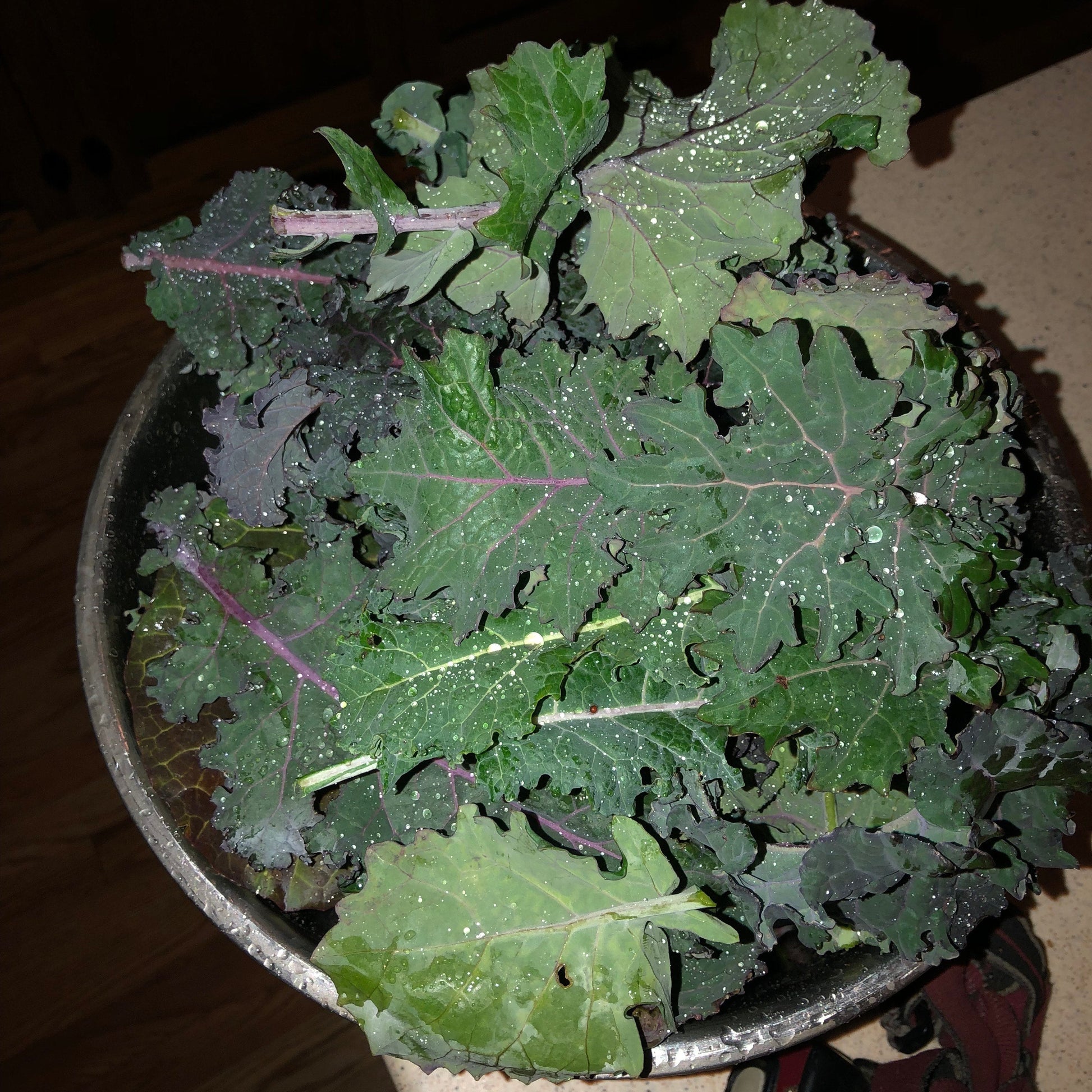 kale plant gone to seed Kale + – Going to Seed