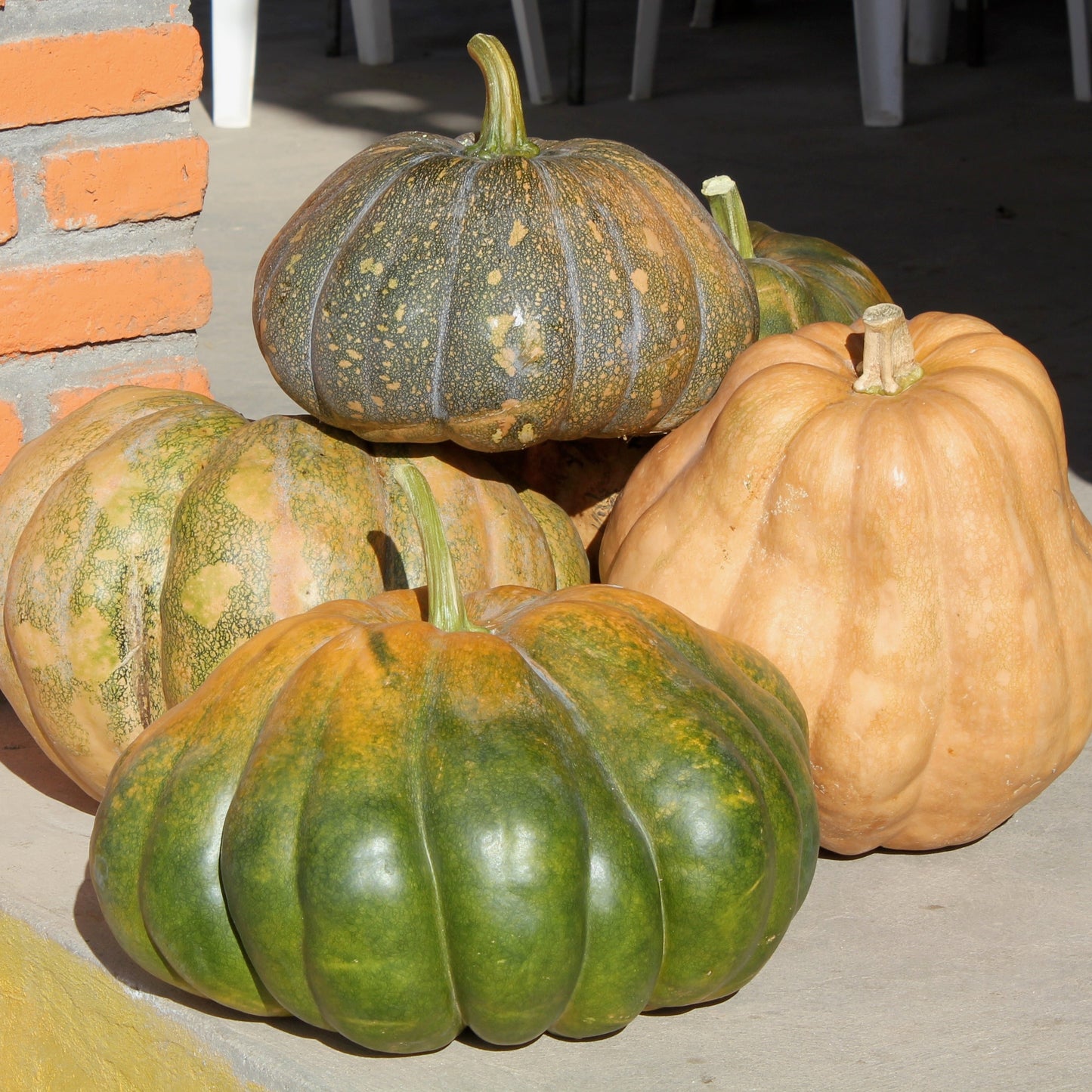 Squash - Moschata