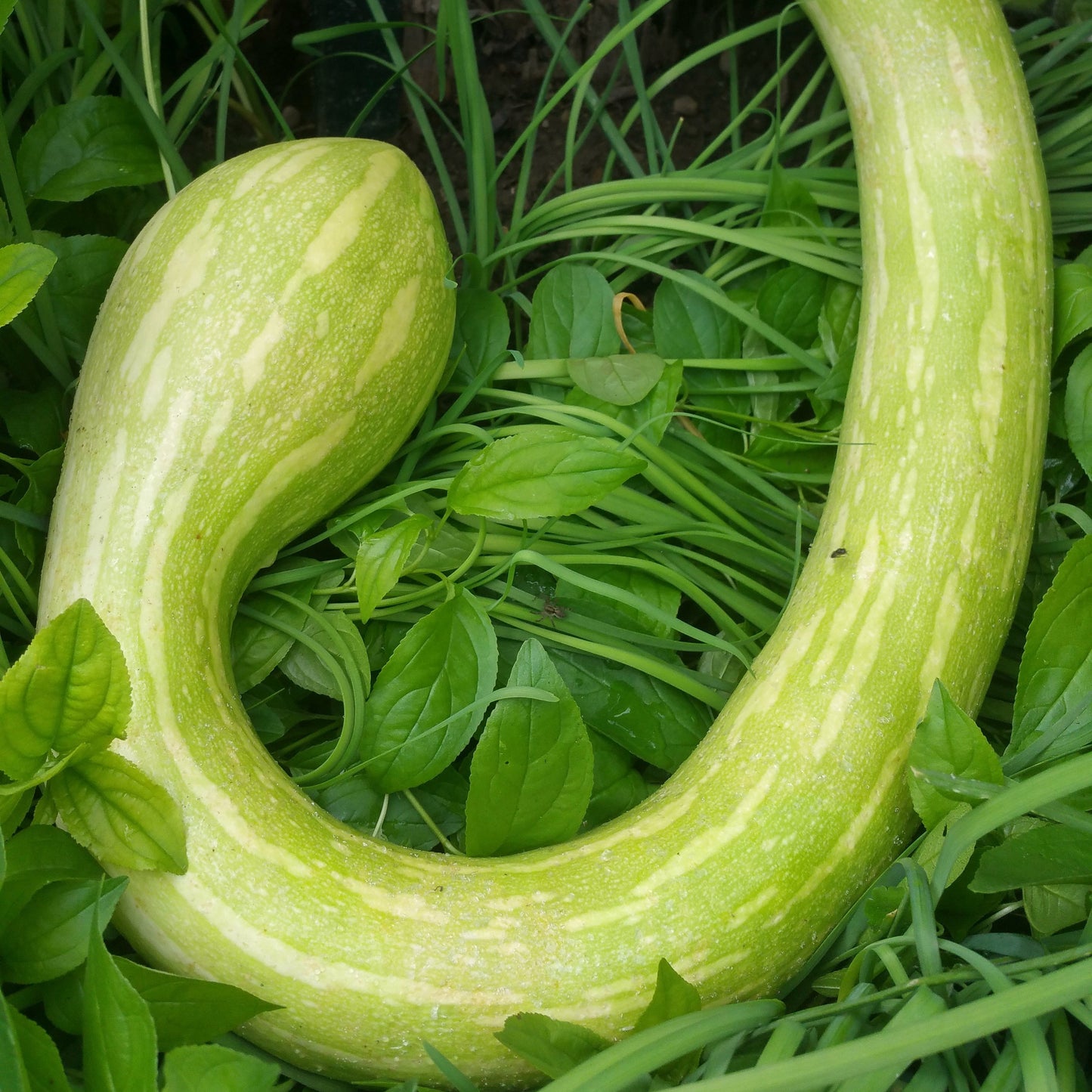Squash - Moschata