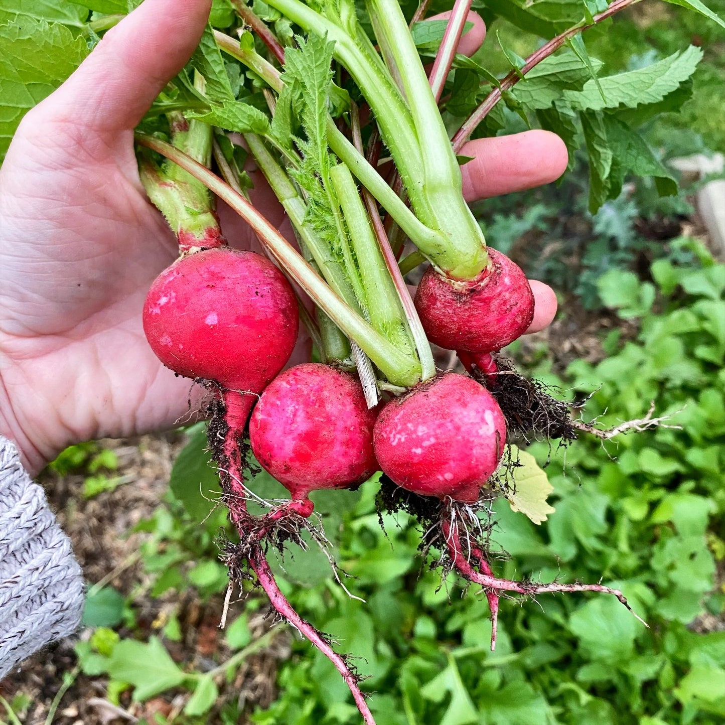 Radish