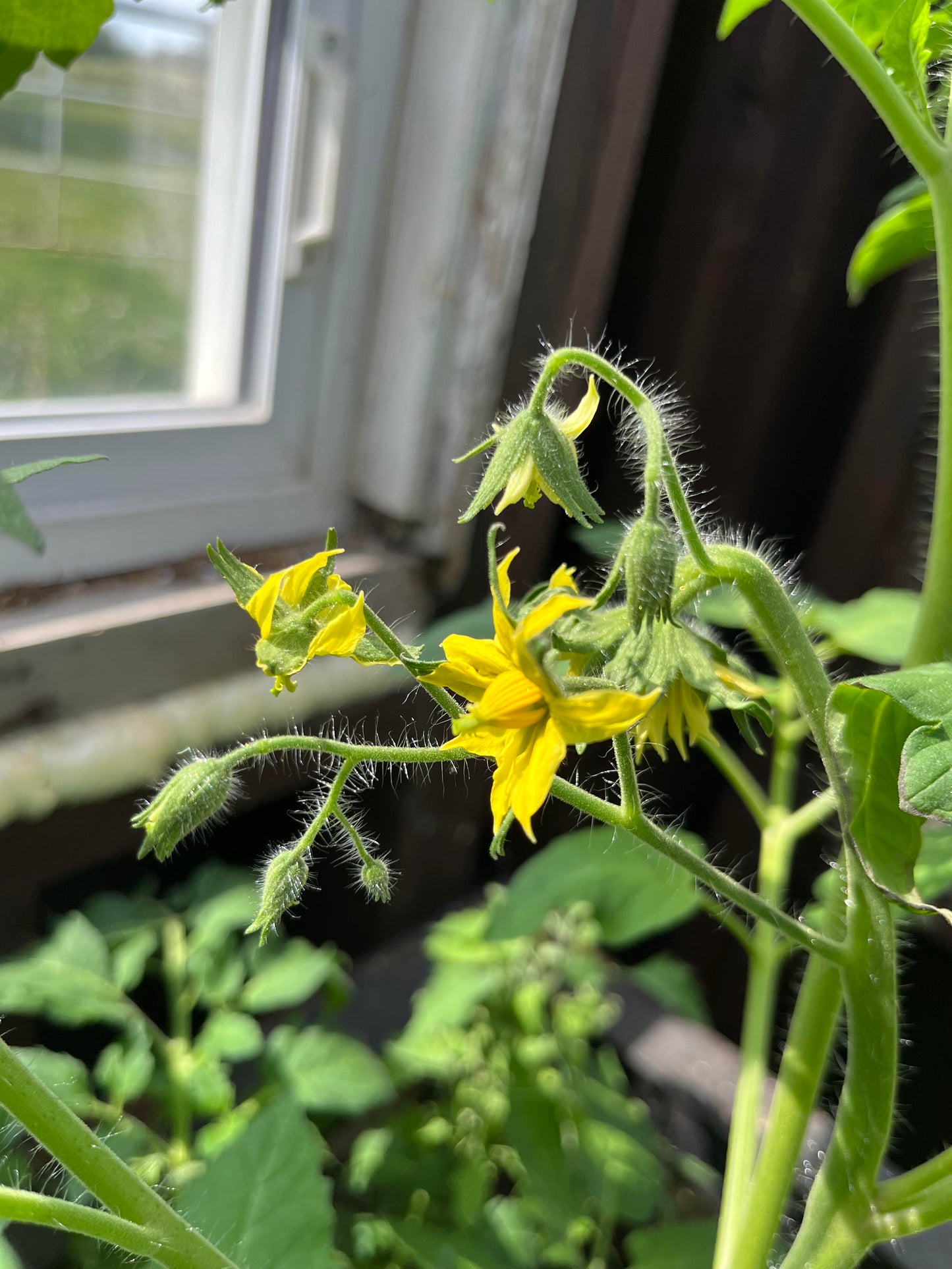 Tomato (Canada)