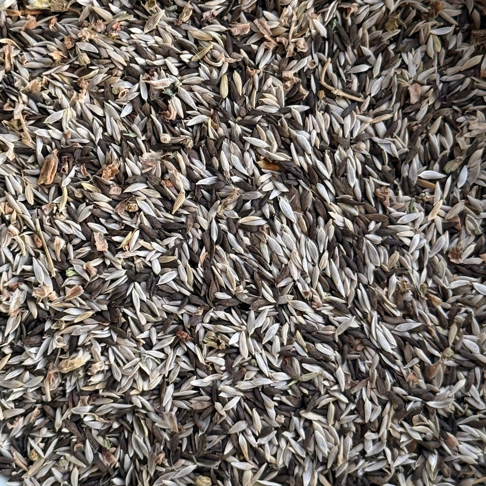 Luser Seed Lettuce – Going to Seed