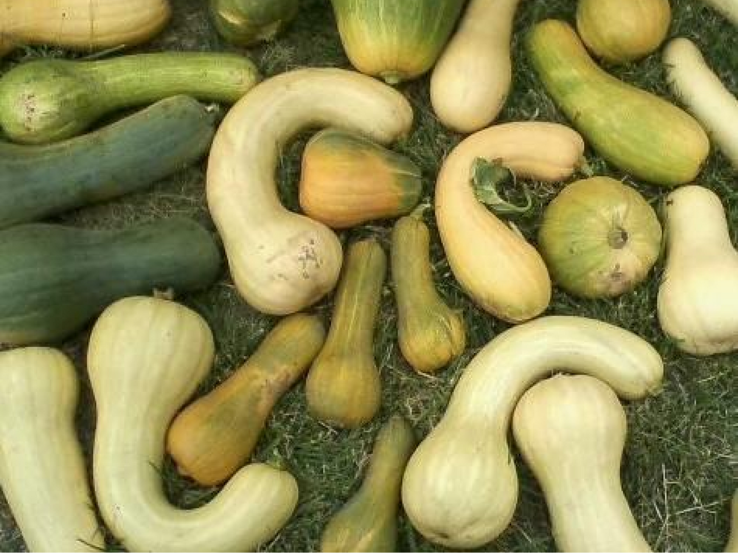 Squash - Moschata