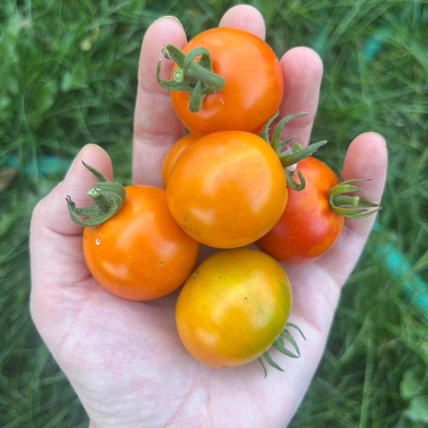 Tomato (Canada)