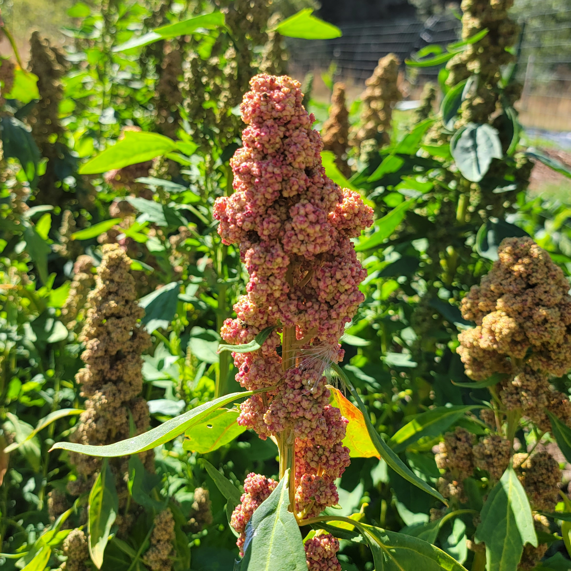 where to buy quinoa seeds for planting Quinoa – Going to Seed