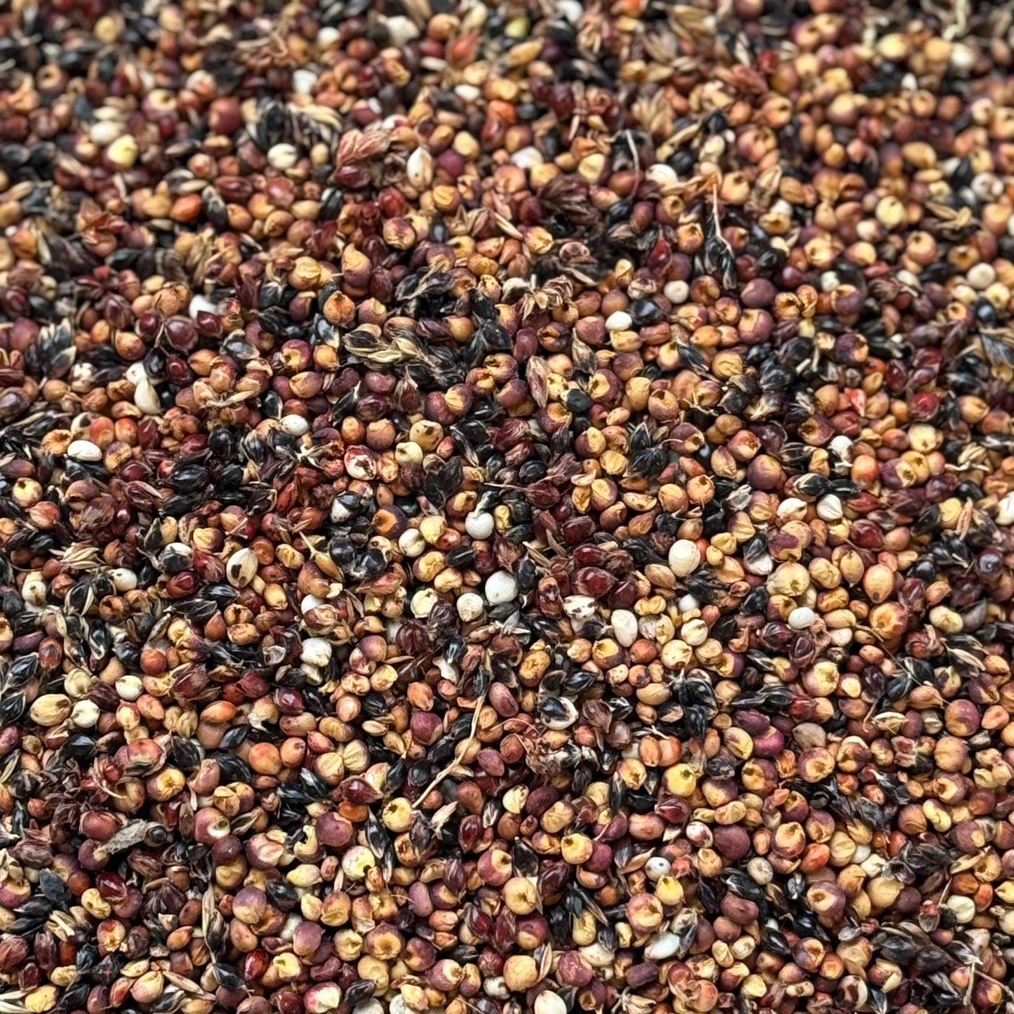 Sorghum