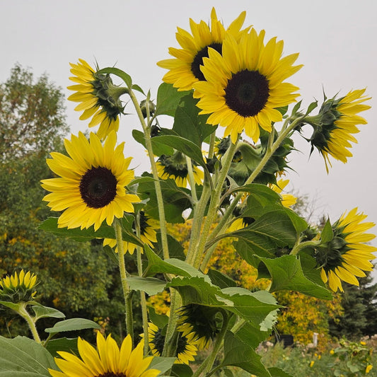Sunflower (Canada)