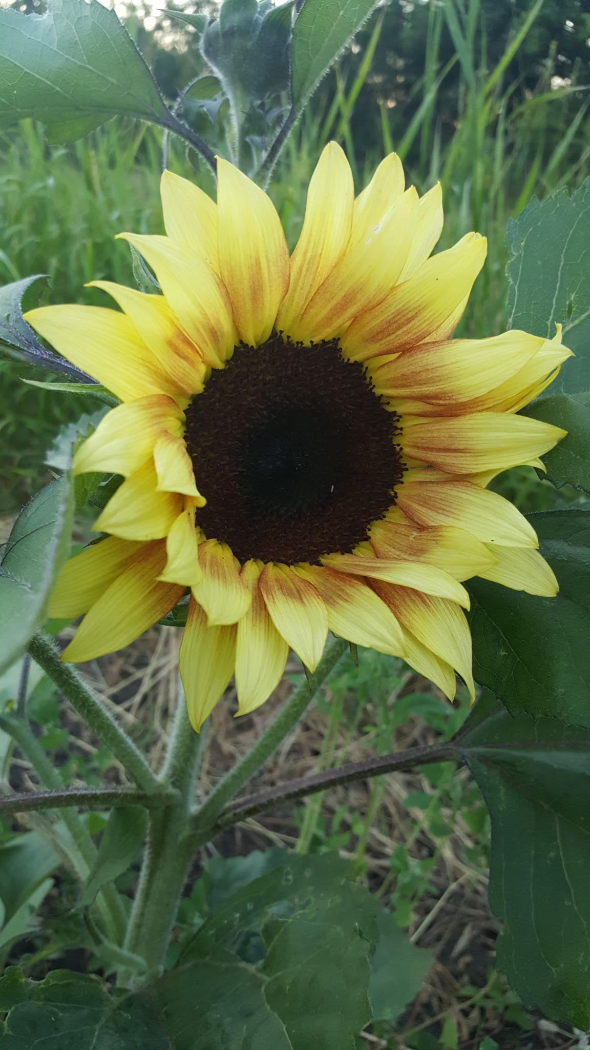 Sunflower (Canada)