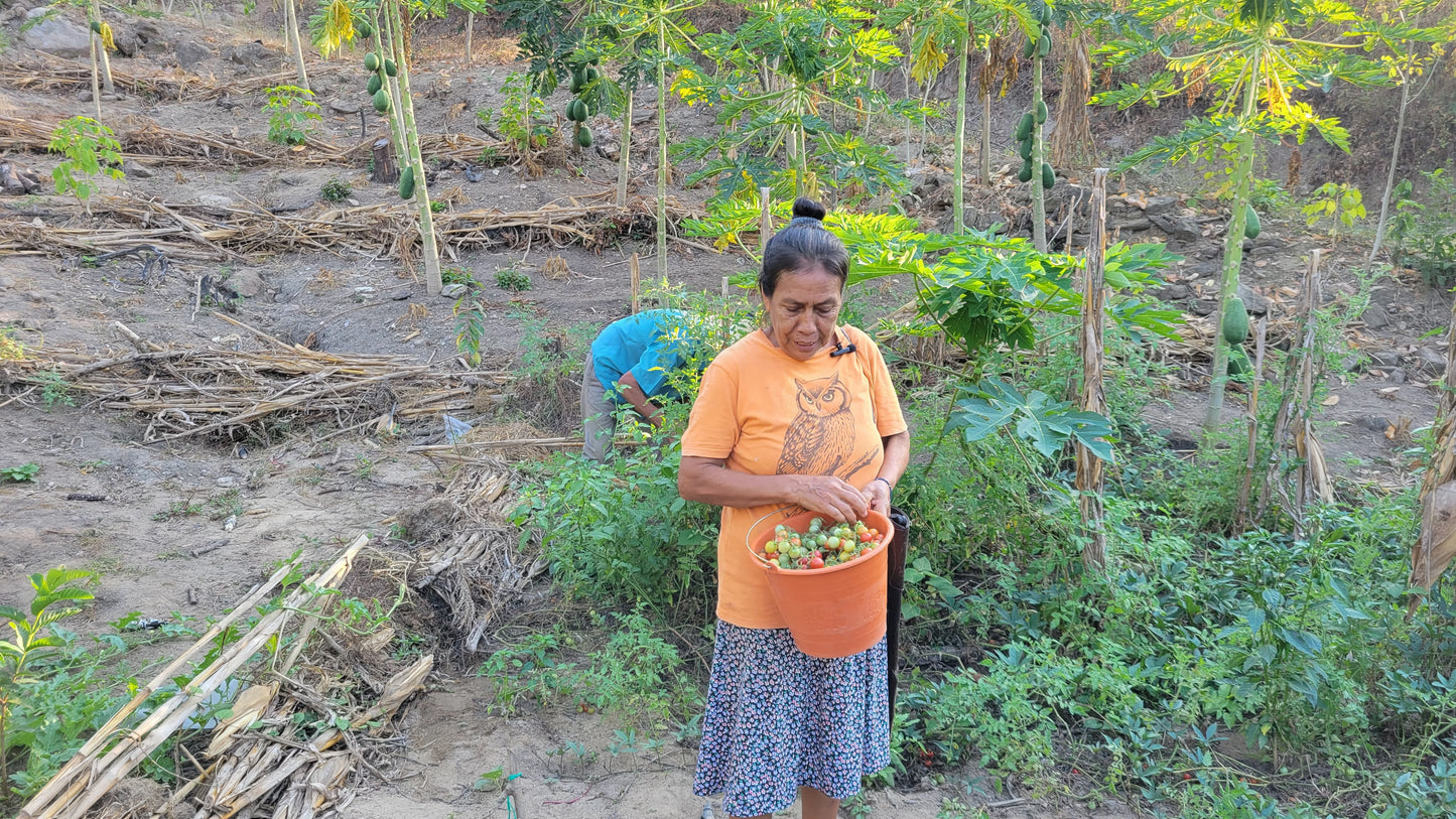 Center of Origin: Traditional Farming Methods in Southern Mexico