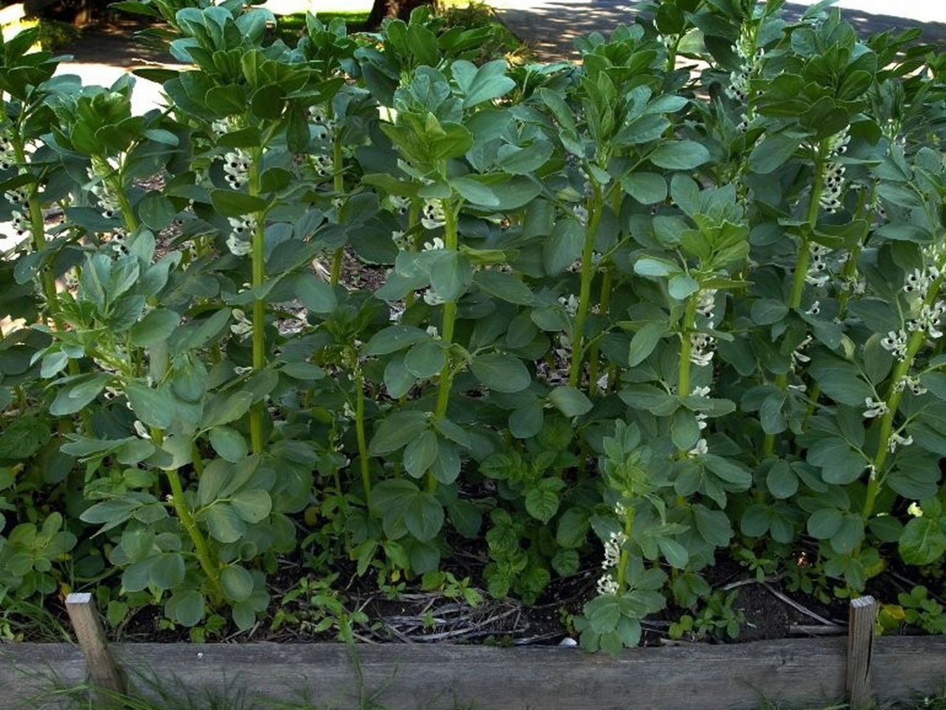 fava beans planting seeds Fava Bean – Going to Seed