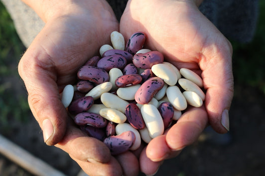 Bean, Runner