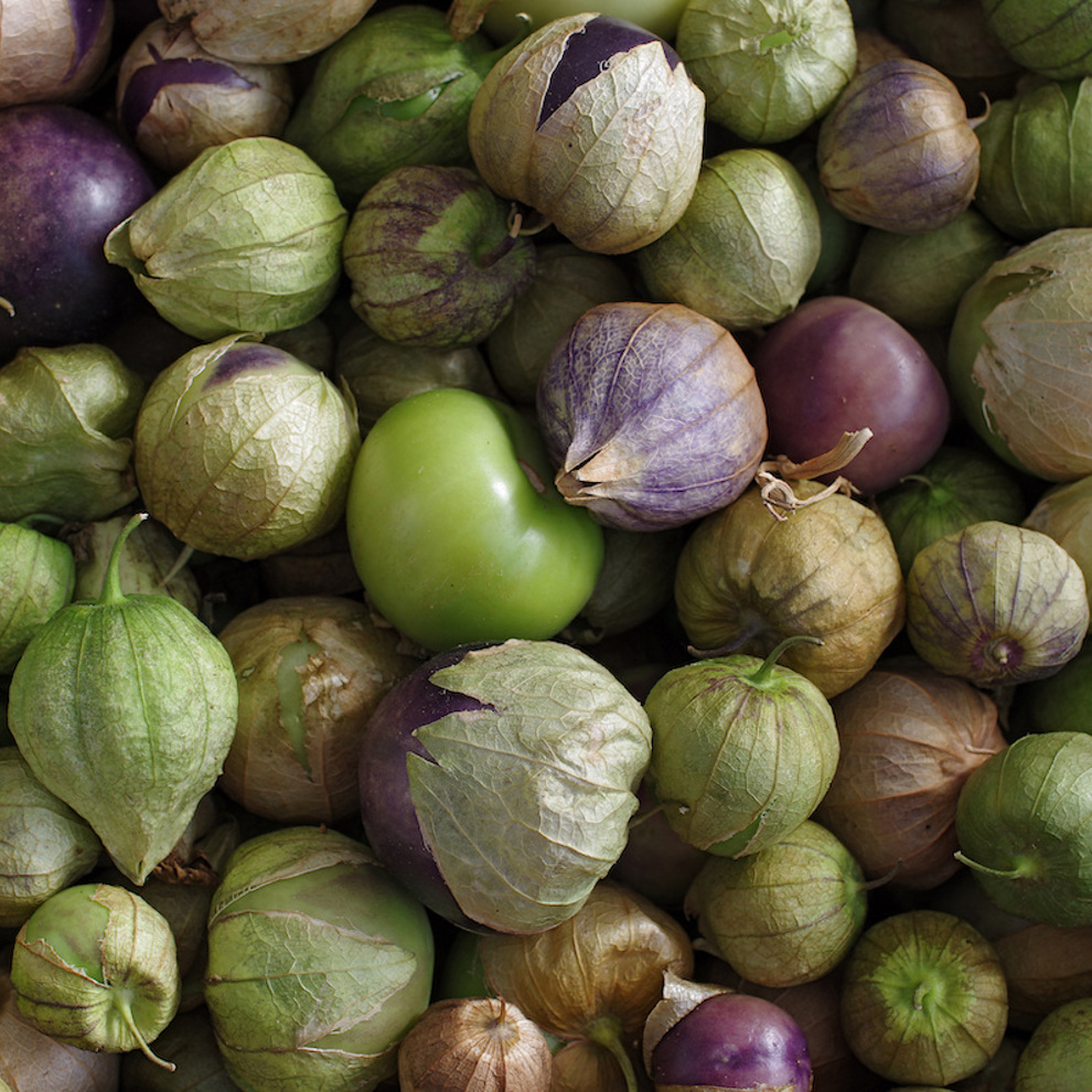 Tomatillo – Going to Seed